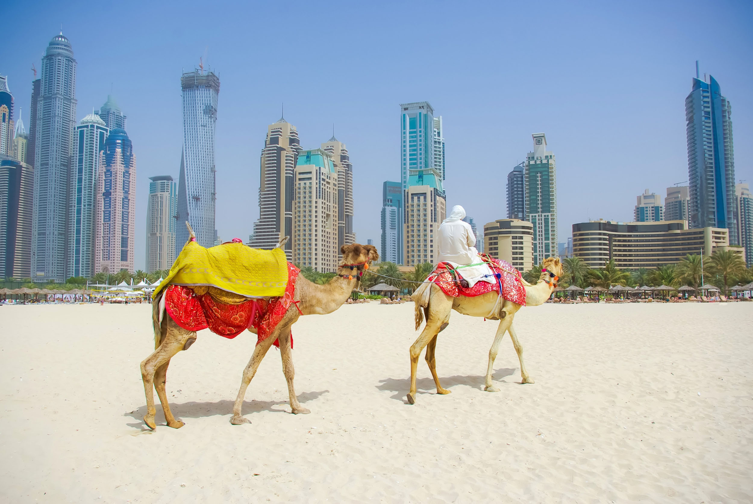 Dubai camello