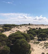 Espacio Natural de Doñana